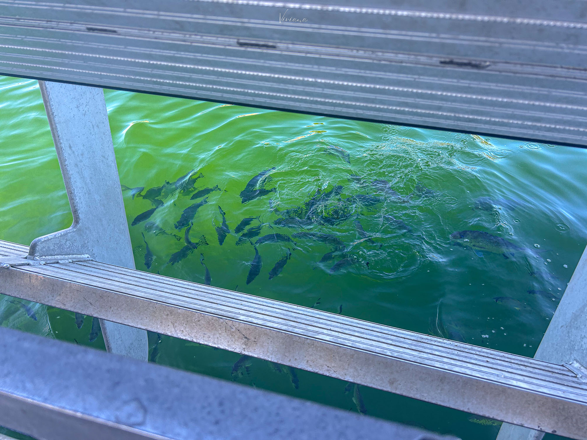 澳洲摩頓島 Moreton Island 玻璃船