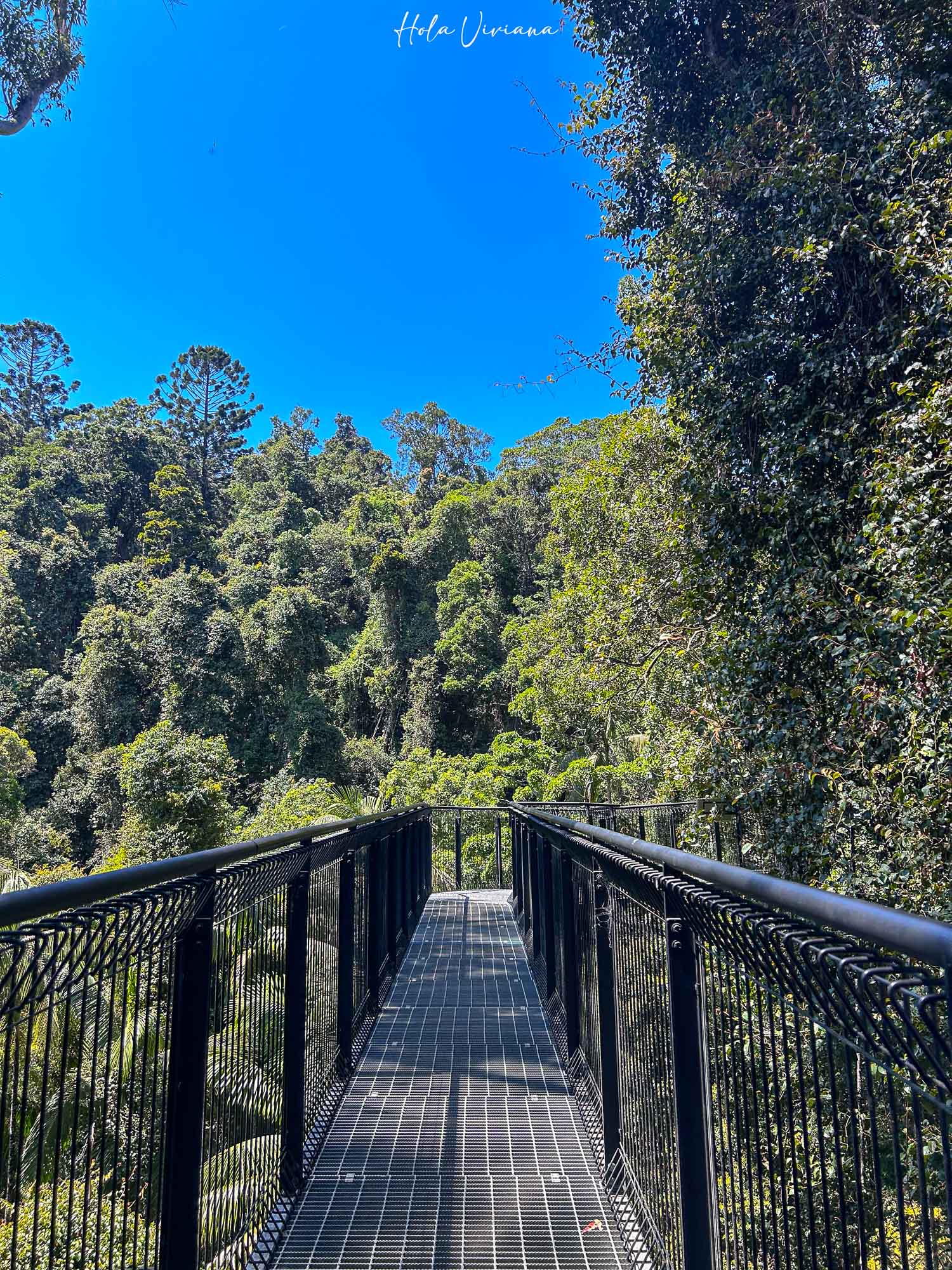 坦柏林山 Mount Tamborine 天空步道