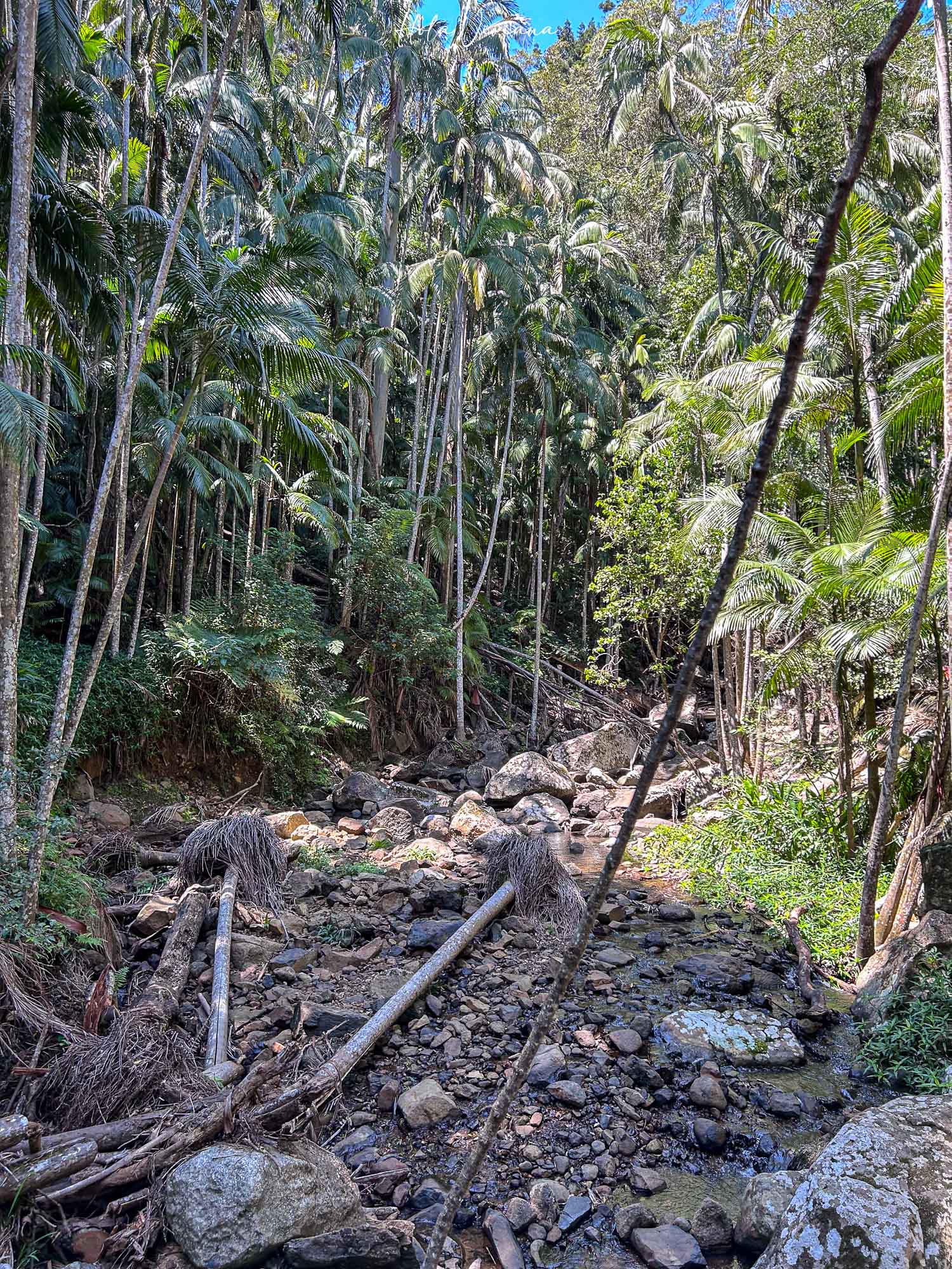 坦柏林山 Mount Tamborine 天空步道