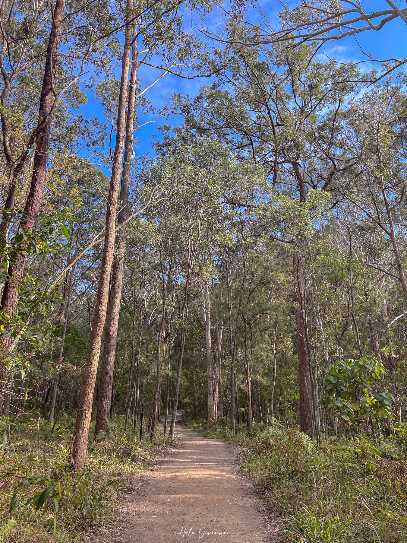 布里斯本 陽光海岸 登山推薦 Mt Ngungun 步道