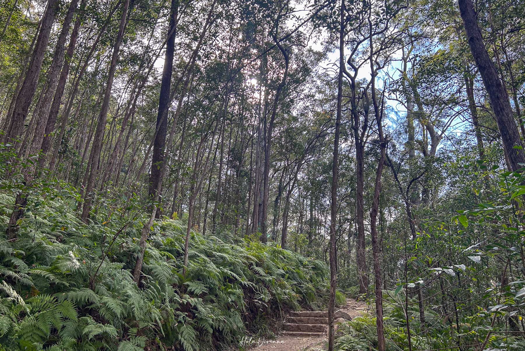 布里斯本 陽光海岸 登山推薦 Mt Ngungun 步道