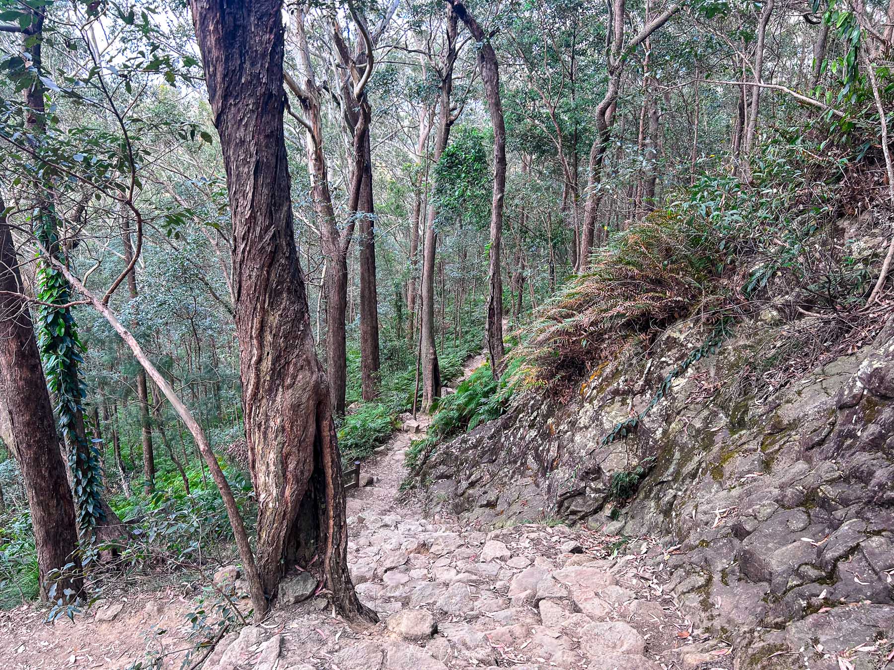 布里斯本 陽光海岸 登山推薦 Mt Ngungun 步道 