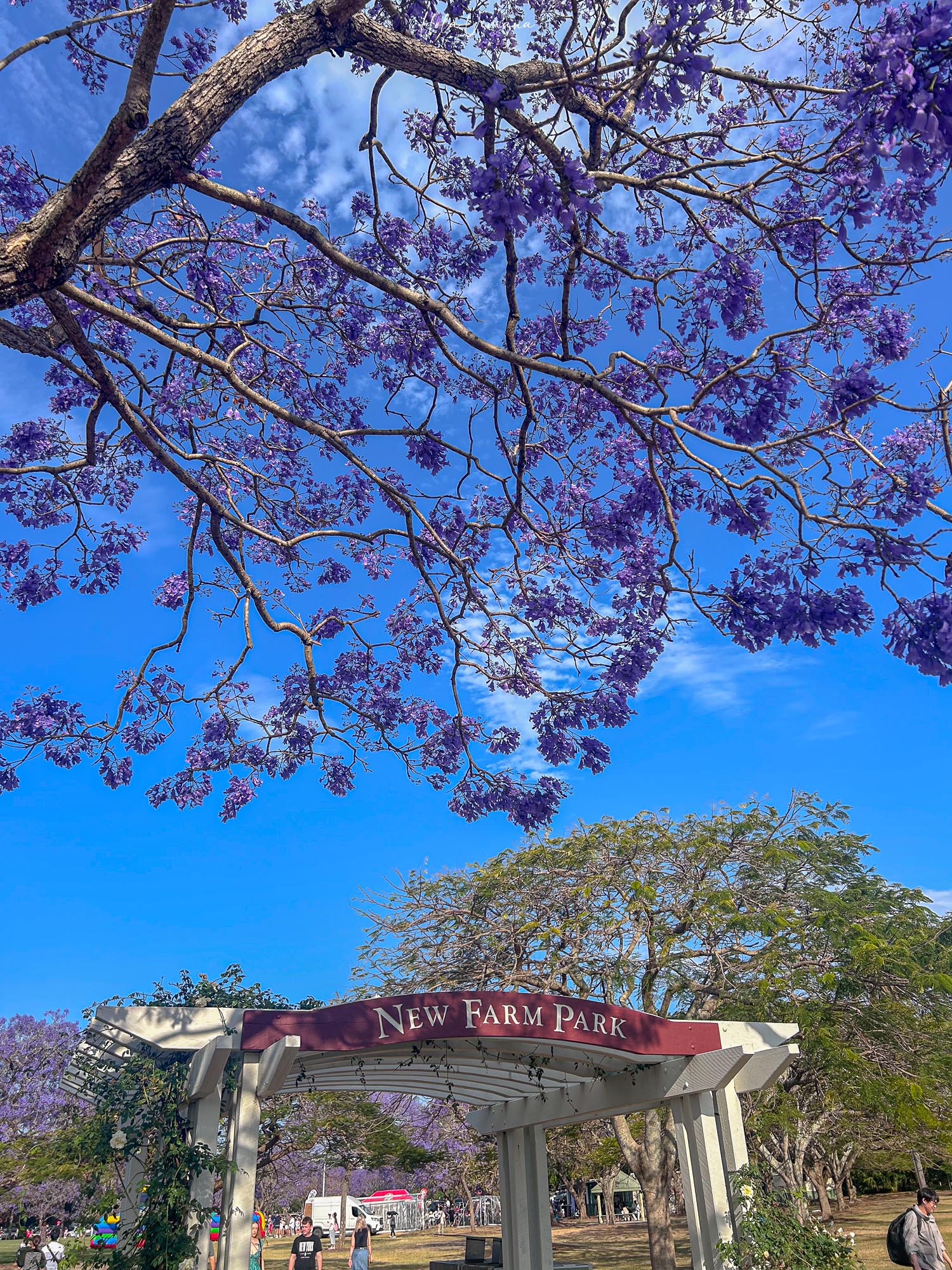布里斯本景點｜New Farm 公園 藍花楹季