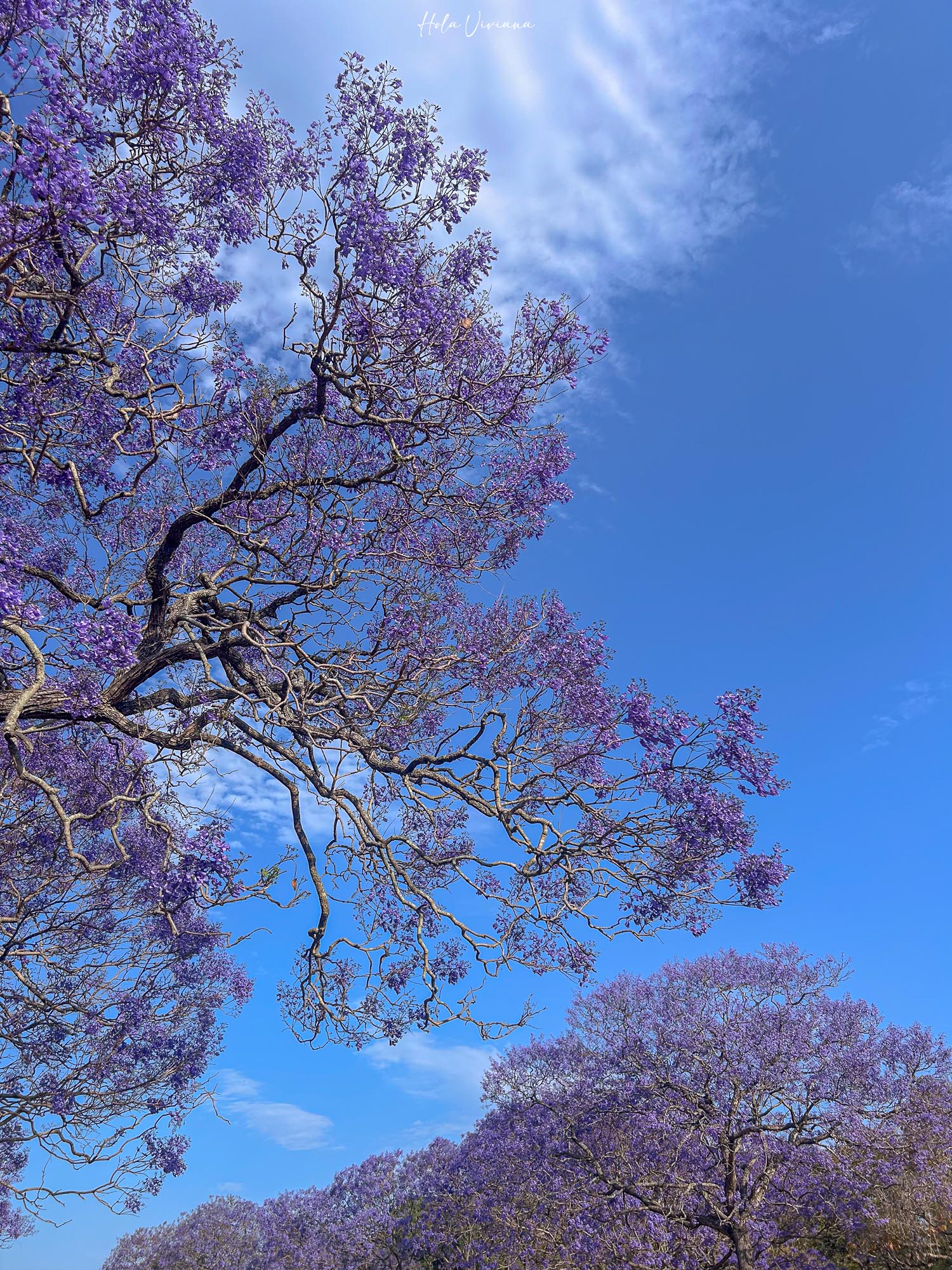 布里斯本景點｜New Farm 公園 藍花楹季