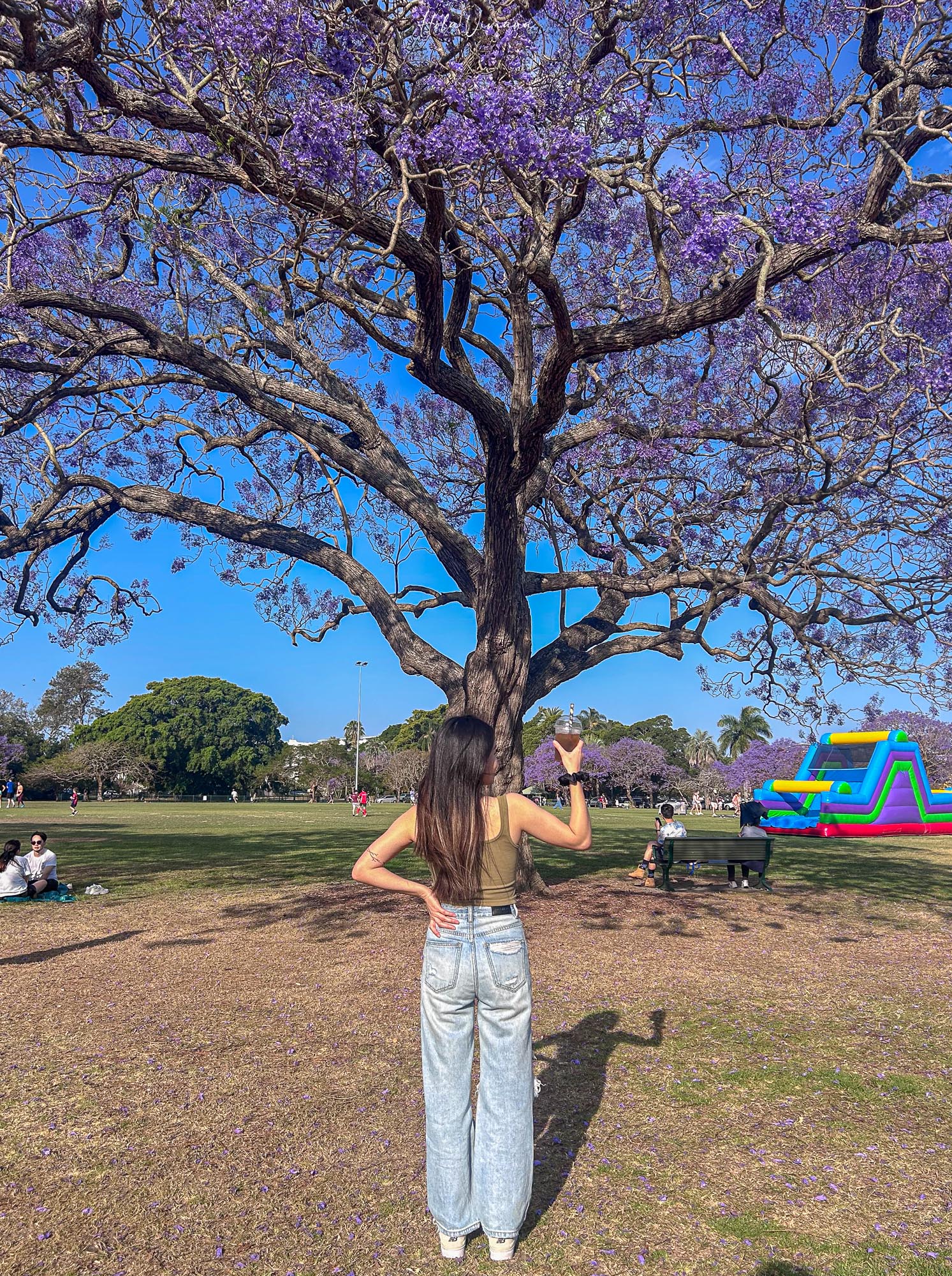 布里斯本景點｜New Farm 公園 藍花楹季
