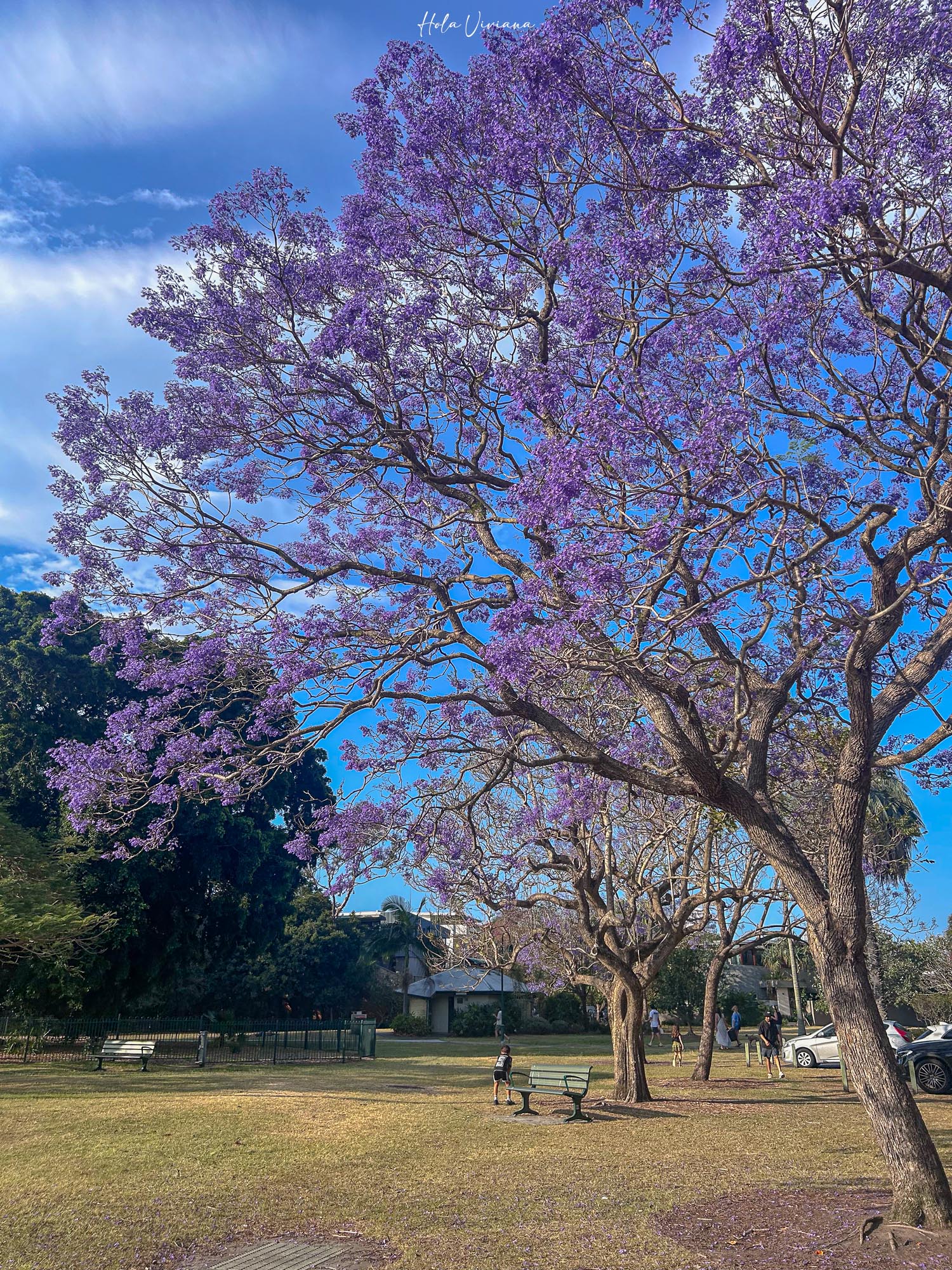 布里斯本景點｜New Farm 公園 藍花楹季