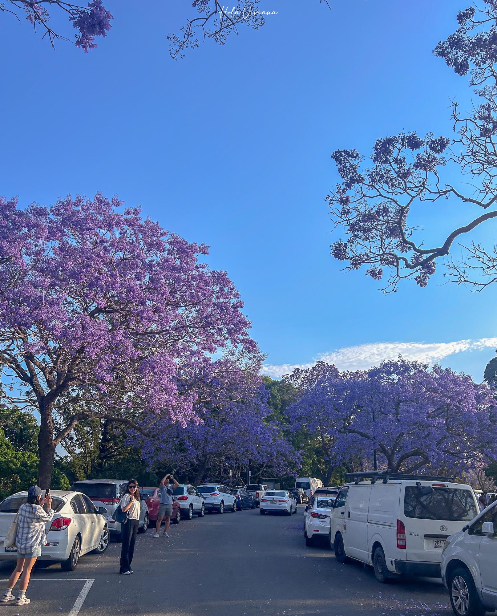布里斯本景點｜New Farm 公園 藍花楹季