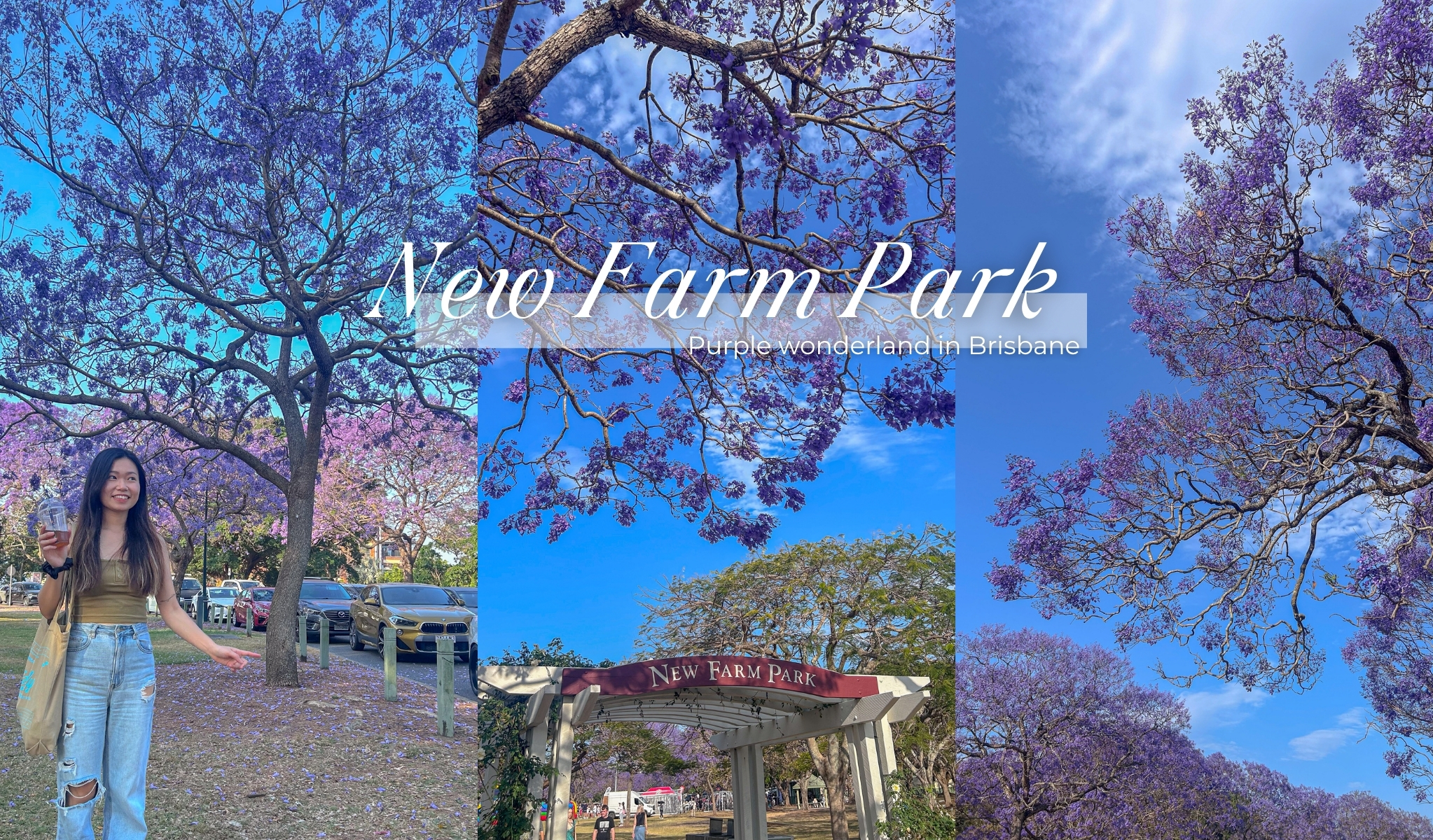 布里斯本景點 New Farm Park 藍花楹季