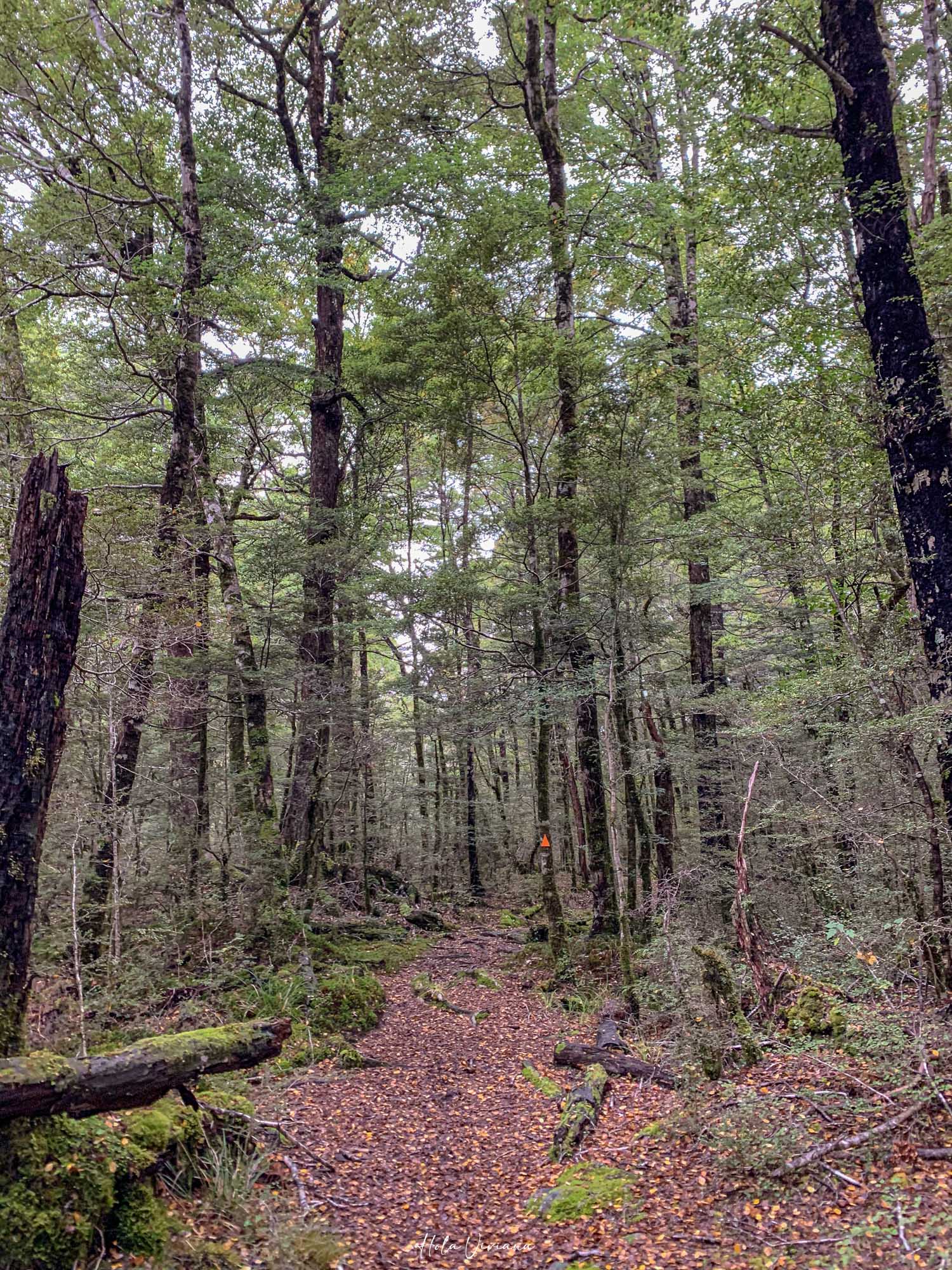 紐西蘭健行 Angelus Hut Speargrass Track