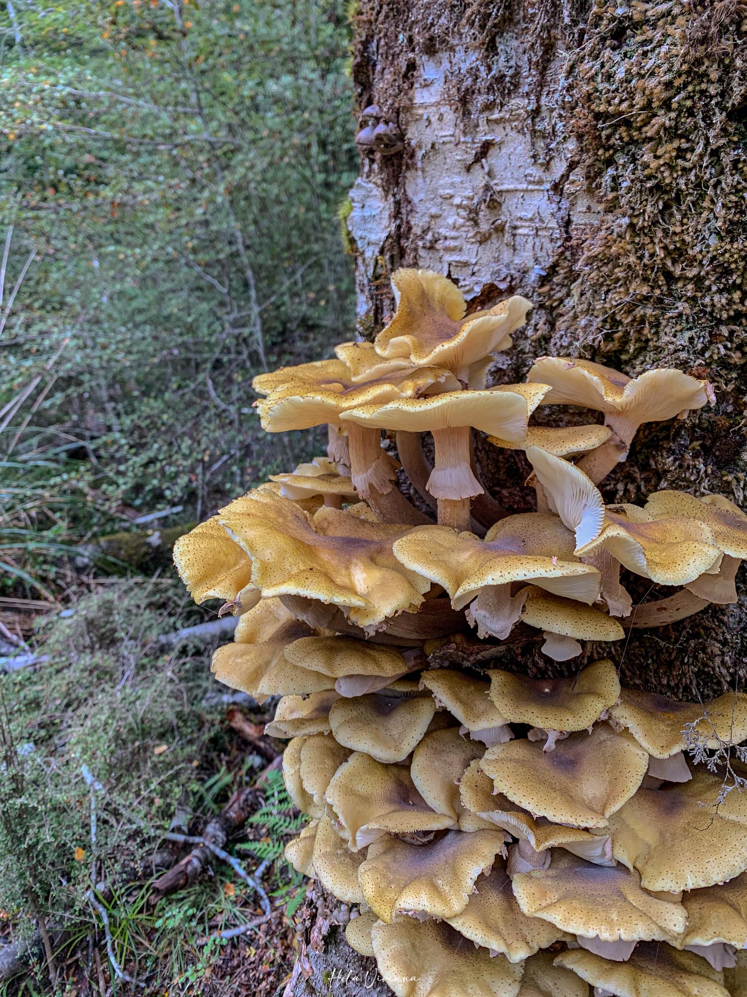 紐西蘭健行 Angelus Hut Speargrass Track