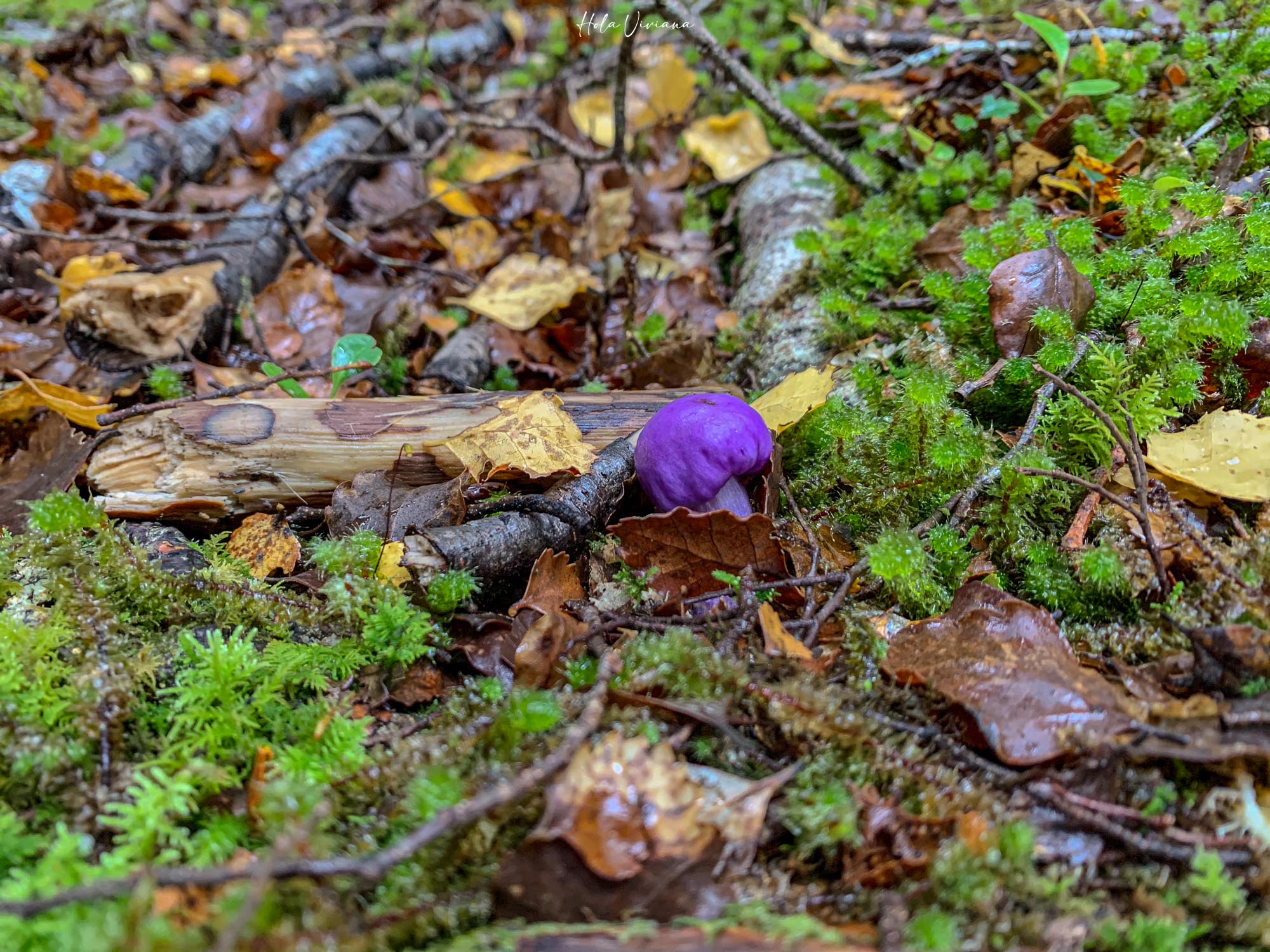 紐西蘭健行 Angelus Hut Speargrass Track：Purple Pounch Fungus