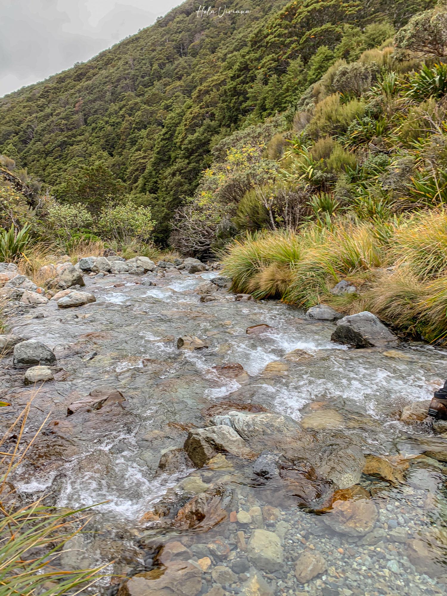 紐西蘭健行 Angelus Hut：Speargrass Creek route