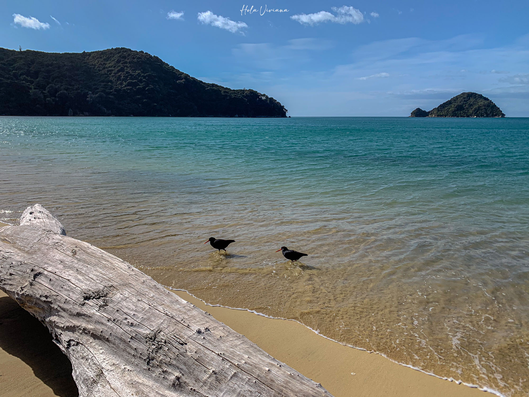 紐西蘭 Abel Tasman Coastal Track 亞伯塔斯曼步道