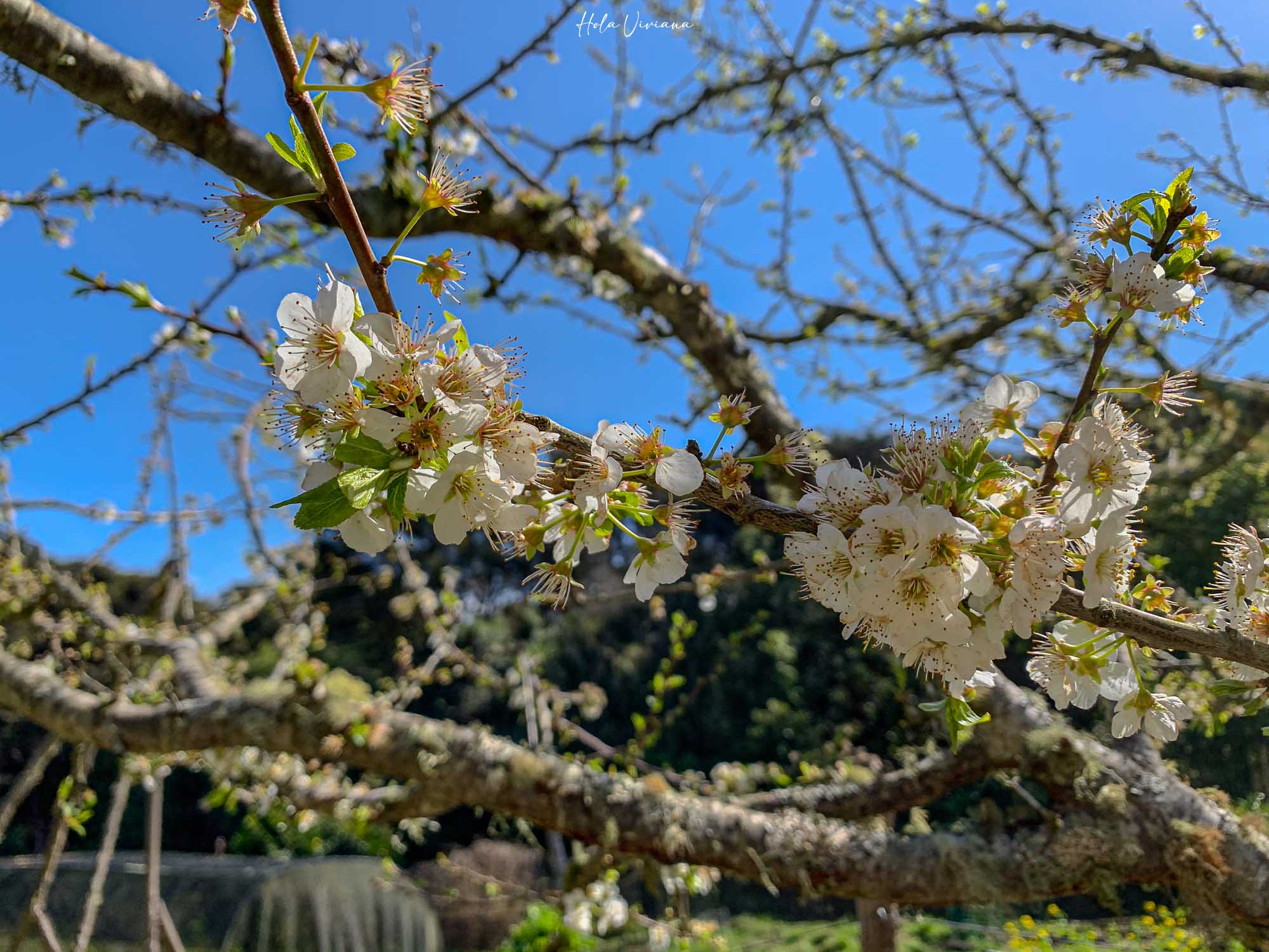 紐西蘭 Abel Tasman Coastal Track 亞伯塔斯曼步道