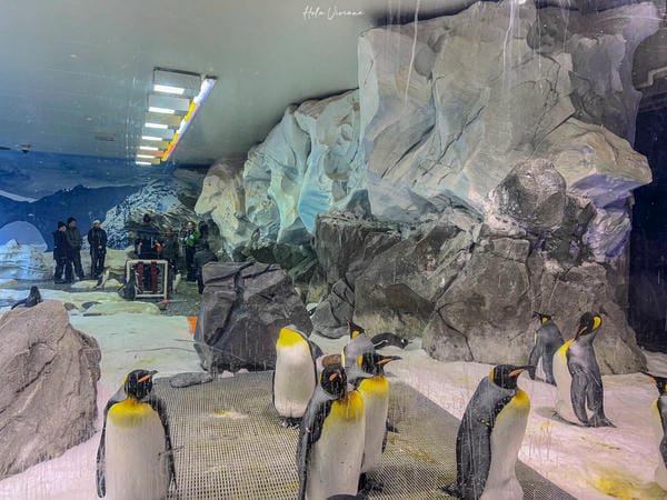 澳洲黃金海岸景點 海洋世界 Sea World 企鵝館