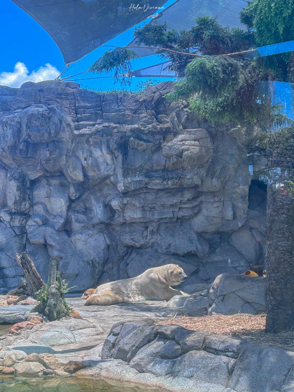 澳洲黃金海岸景點 海洋世界 Sea World 北極熊