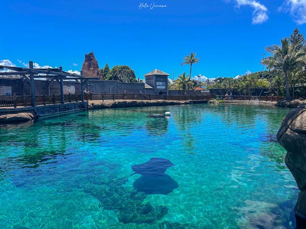 澳洲黃金海岸景點 海洋世界 Sea World 