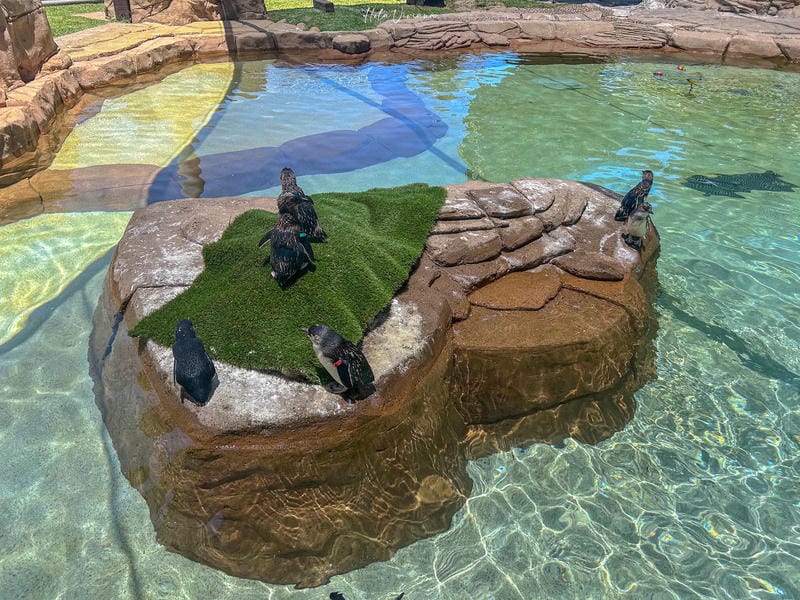 澳洲黃金海岸景點 海洋世界 Sea World 小企鵝