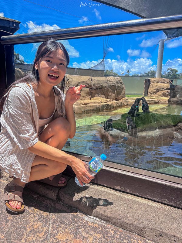 澳洲黃金海岸景點 海洋世界 Sea World 小企鵝